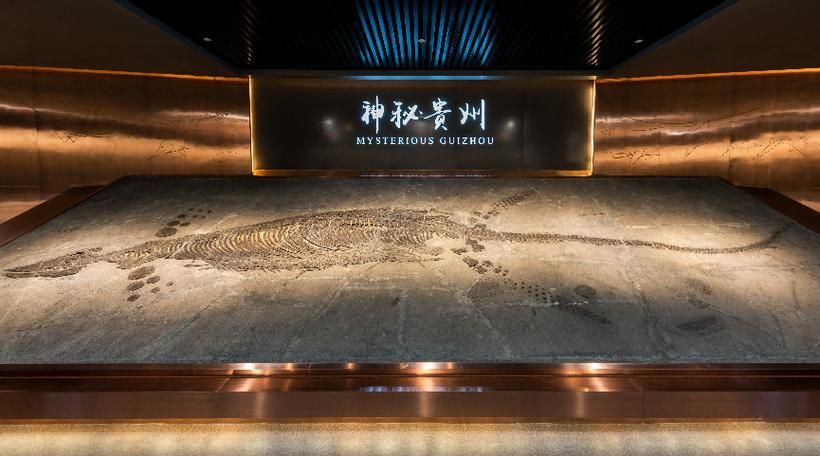 2024年有哪些關于龍魚的考古發現？，2024年關于龍魚的考古發現，用戶要求詳解2024年關于龍魚的考古發現
