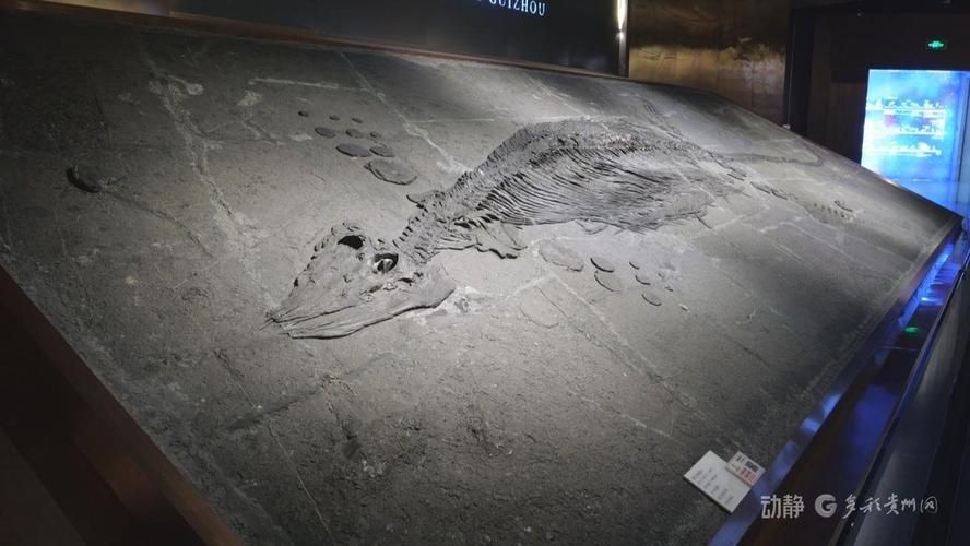 2024年有哪些關于龍魚的考古發現？，2024年關于龍魚的考古發現，用戶要求詳解2024年關于龍魚的考古發現