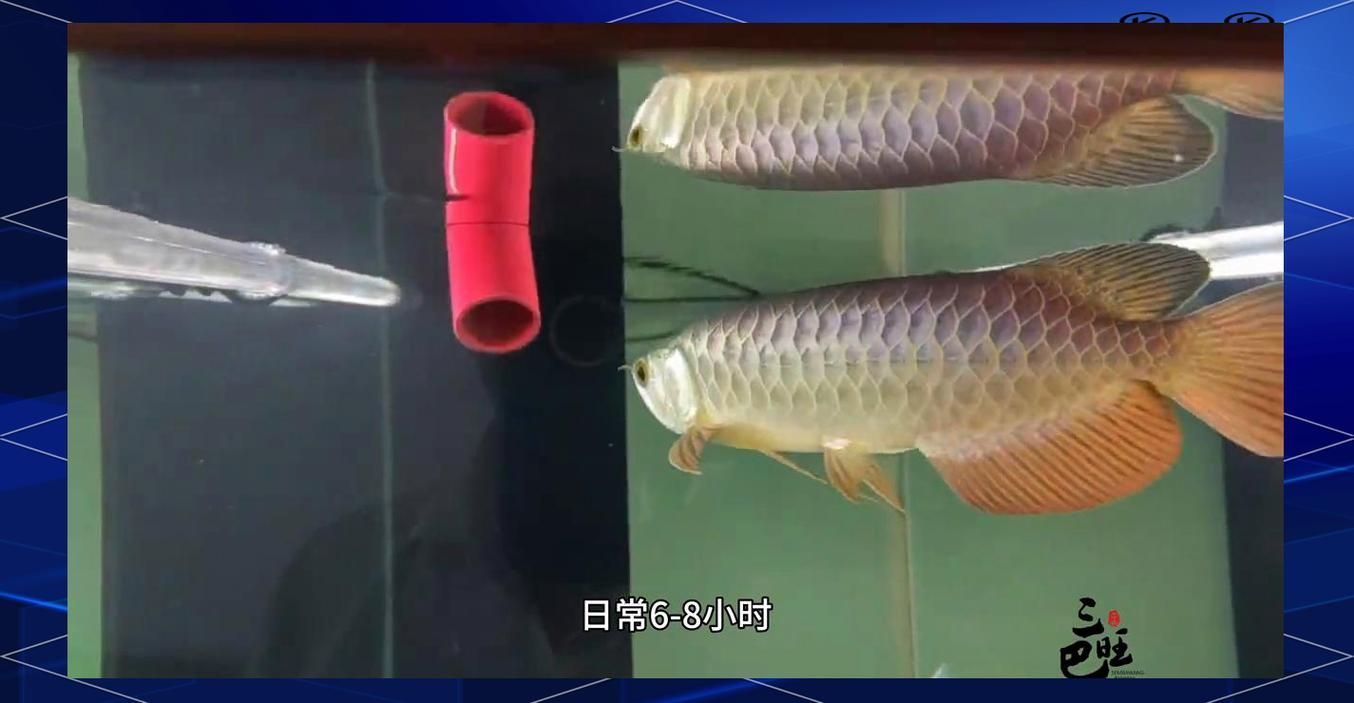 金龍魚褪色后如何恢復光澤？，金龍魚褪色后如何恢復
