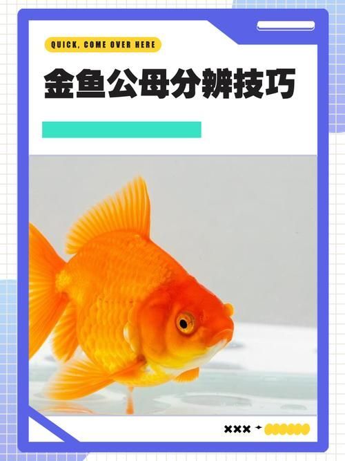 如何鑒別金龍魚的真?zhèn)魏推焚|(zhì)