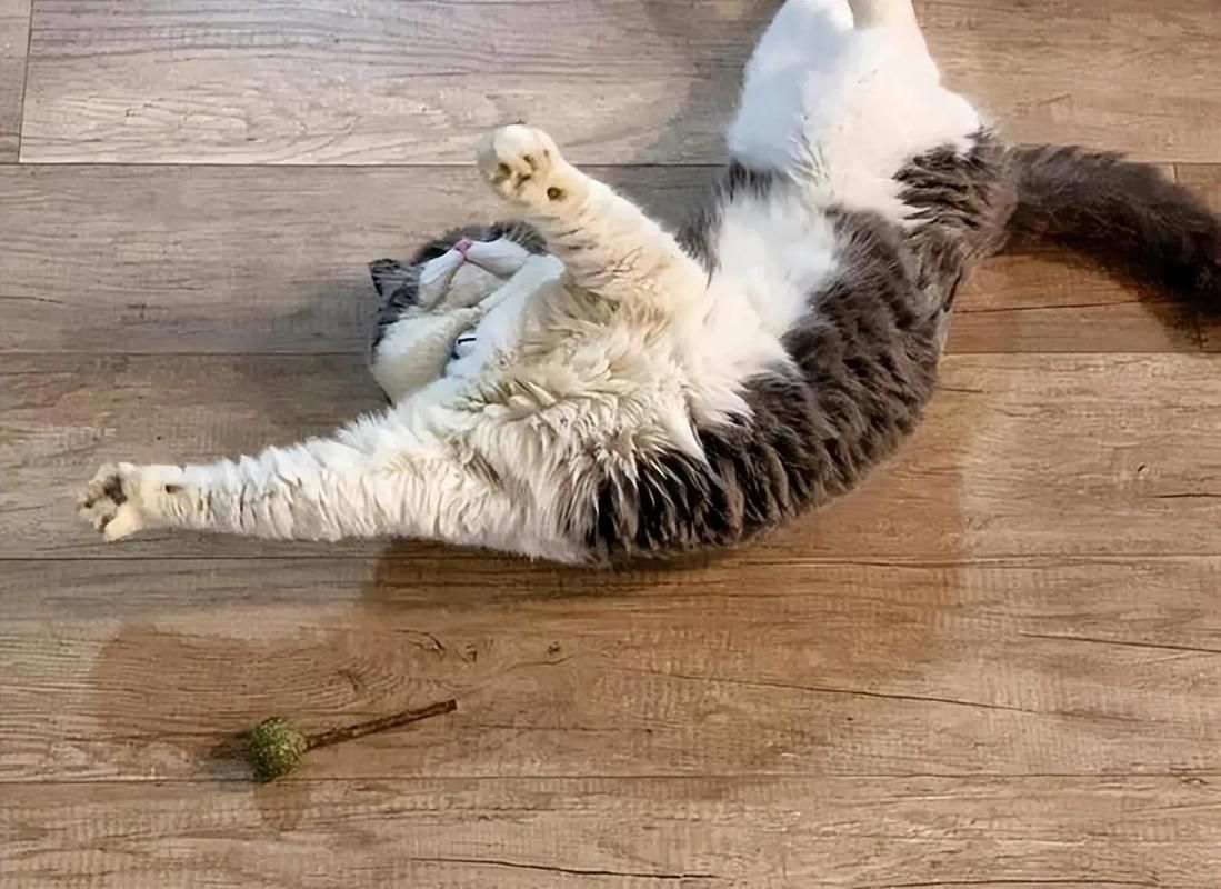 能否提供更詳細的飼養指南，西安寵物狗狗狗飼養指南（****） 能否提供更詳細的飼養指南，西安寵物狗狗狗飼養指南（****） 龍魚百科 第3張
