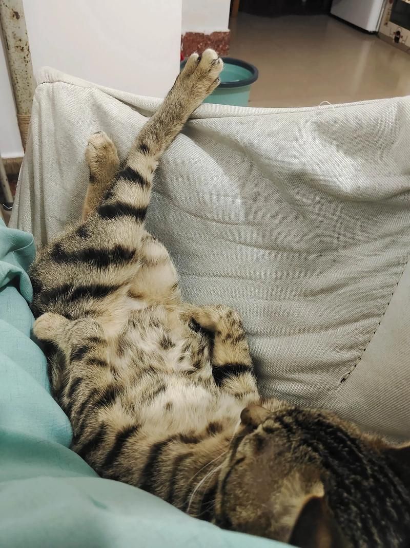 能否提供更詳細的飼養指南，西安寵物狗狗狗飼養指南（****） 能否提供更詳細的飼養指南，西安寵物狗狗狗飼養指南（****） 龍魚百科 第6張