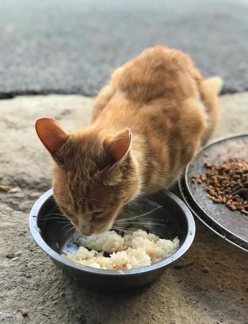 能否提供更詳細的飼養指南，西安寵物狗狗狗飼養指南（****） 能否提供更詳細的飼養指南，西安寵物狗狗狗飼養指南（****） 龍魚百科 第1張