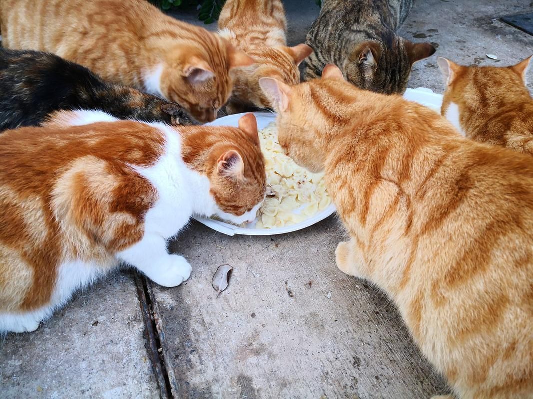 能否提供更詳細的飼養指南，西安寵物狗狗狗飼養指南（****） 能否提供更詳細的飼養指南，西安寵物狗狗狗飼養指南（****） 龍魚百科 第4張