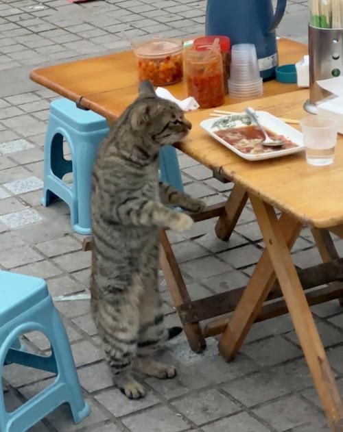 能否提供更詳細的飼養指南，西安寵物狗狗狗飼養指南（****） 能否提供更詳細的飼養指南，西安寵物狗狗狗飼養指南（****） 龍魚百科 第5張