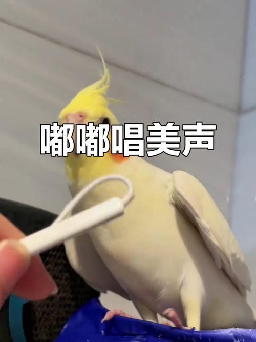 能否提供更詳細的飼養指南，西安寵物狗狗狗飼養指南（****） 能否提供更詳細的飼養指南，西安寵物狗狗狗飼養指南（****） 龍魚百科 第19張