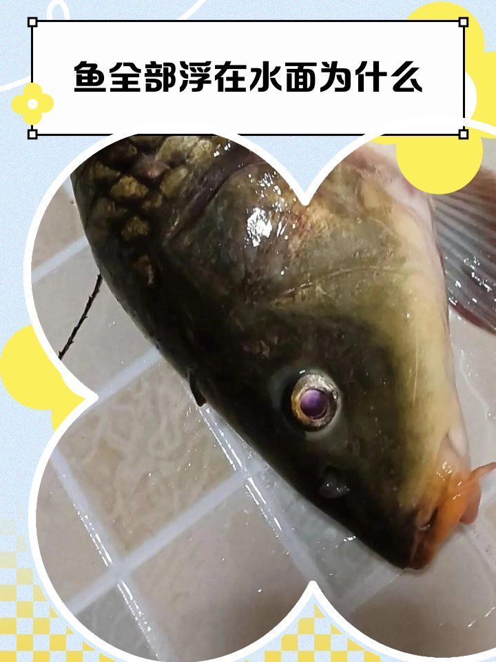 魚浮在水面多久會死，養魚常見浮頭原因對照表