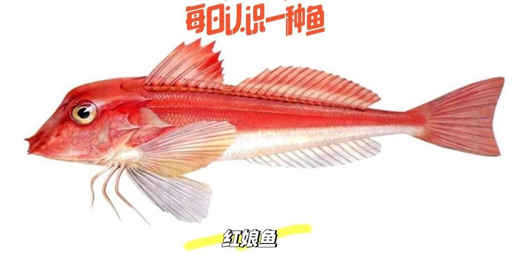 紅娘魚和紅龍魚有什么區別，紅娘魚與紅龍魚的區別