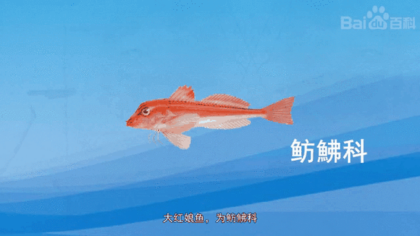 紅娘魚和紅龍魚有什么區別，紅娘魚與紅龍魚的區別
