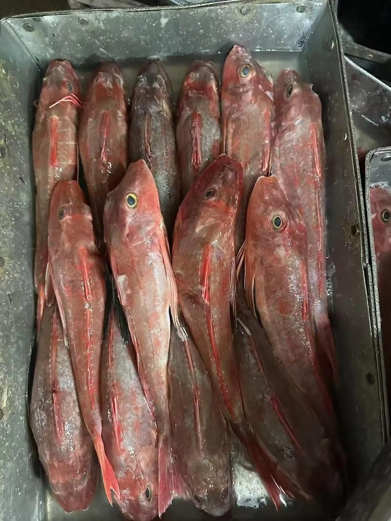 紅娘魚和紅龍魚有什么區別，紅娘魚與紅龍魚的區別