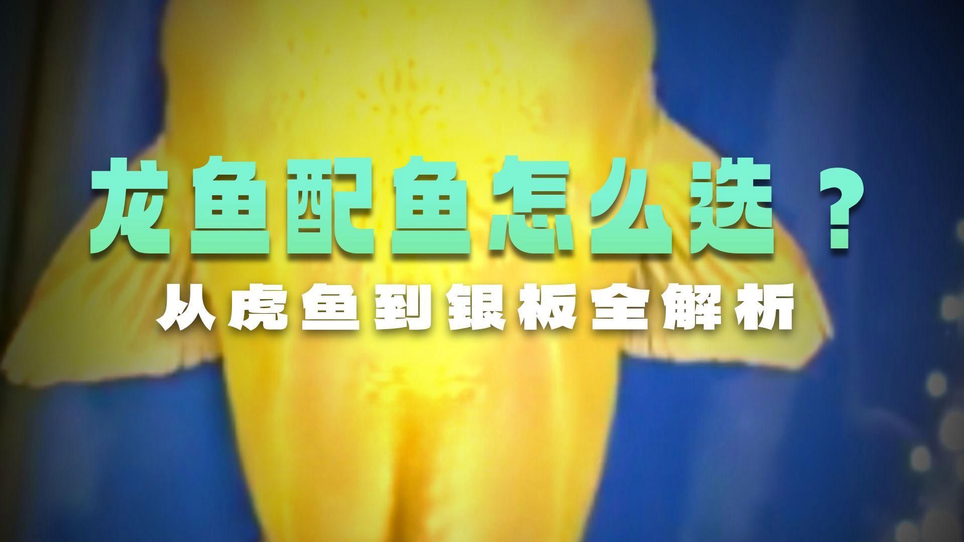 龍魚混養(yǎng)哪些魚比較合適？