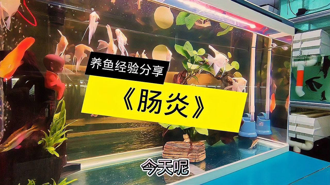 魚腸炎治療期間需要停食嗎