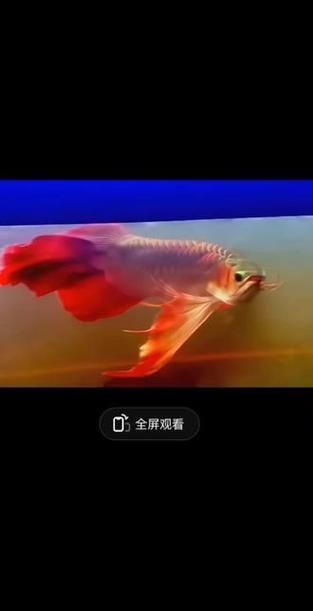 哪里可以找到鳳凰金龍魚(yú)的高清圖片？，鳳凰金龍魚(yú)高清圖源清單，