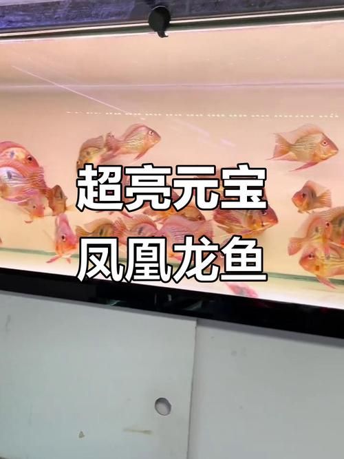 哪里可以找到鳳凰金龍魚(yú)的高清圖片？，鳳凰金龍魚(yú)高清圖源清單，