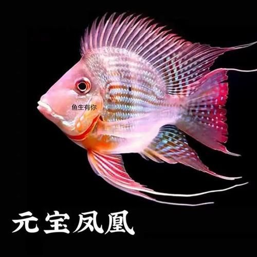 哪里可以找到鳳凰金龍魚(yú)的高清圖片？，鳳凰金龍魚(yú)高清圖源清單，