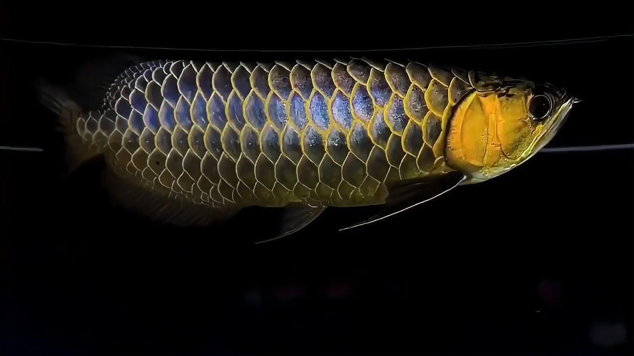 如何區(qū)分過背金龍和紅龍？，過背金龍和紅龍是兩種不同的龍圖案，區(qū)分過背金龍和紅龍的關(guān)鍵特征