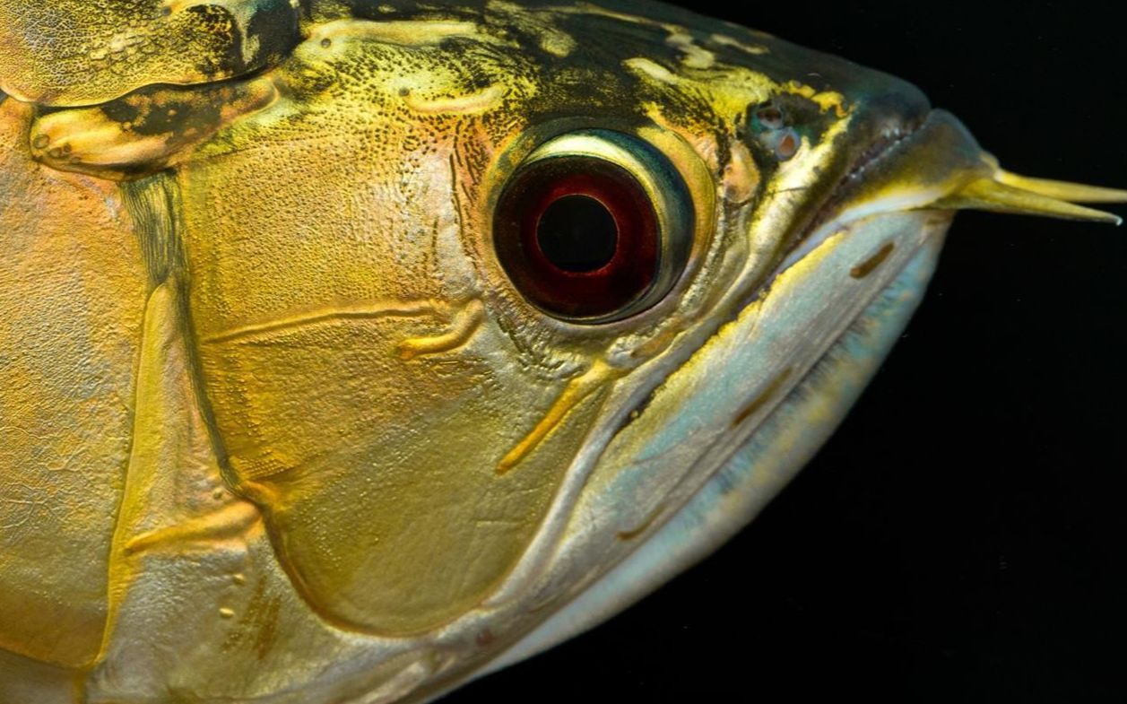 龍魚(yú)突然死亡是否預(yù)示著什么，龍魚(yú)突然死亡是否預(yù)示著什么？