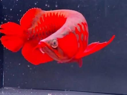 有哪些金龍魚品種變種 有哪些金龍魚品種變種 龍魚百科 第2張