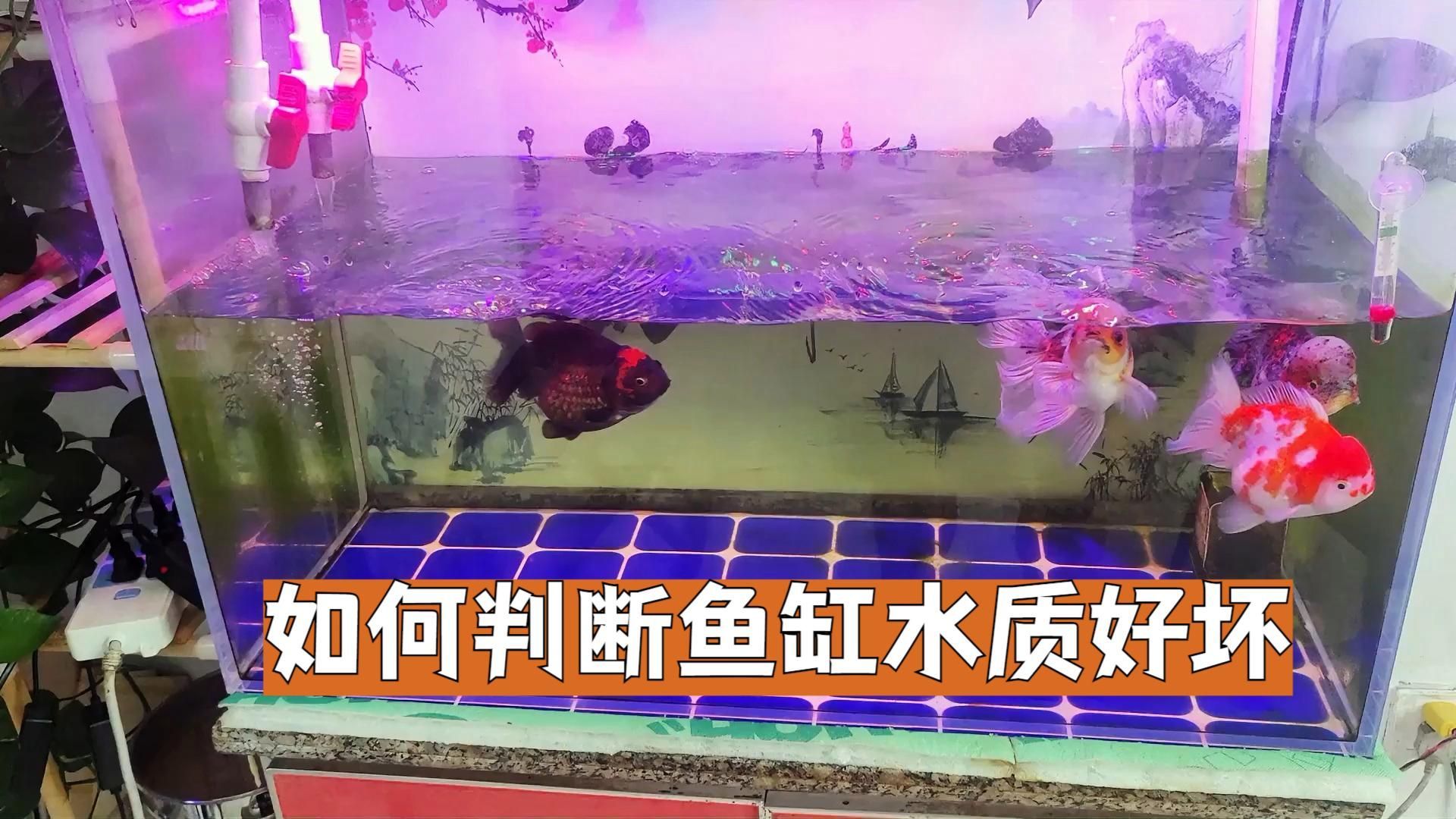 如何判斷龍魚缸的水質(zhì)是否良好，如何判斷龍魚缸的水質(zhì)是否良好判斷龍魚缸水質(zhì)是否良好