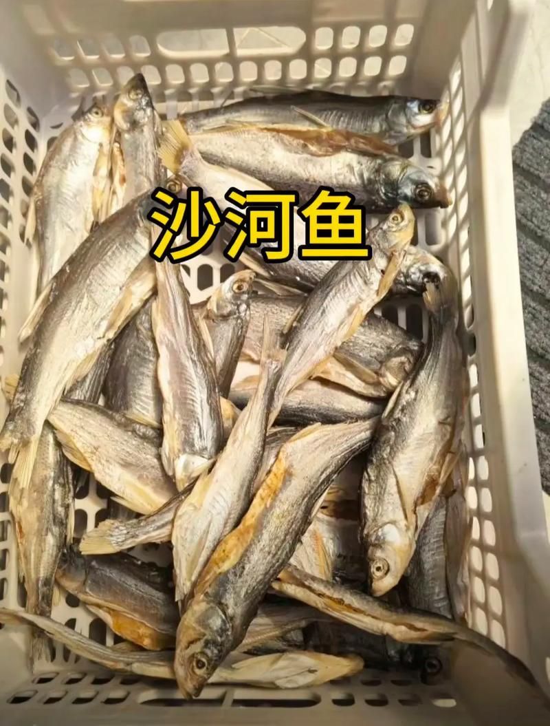 沙河龍魚的養殖技術有哪些？，沙河龍魚的養殖