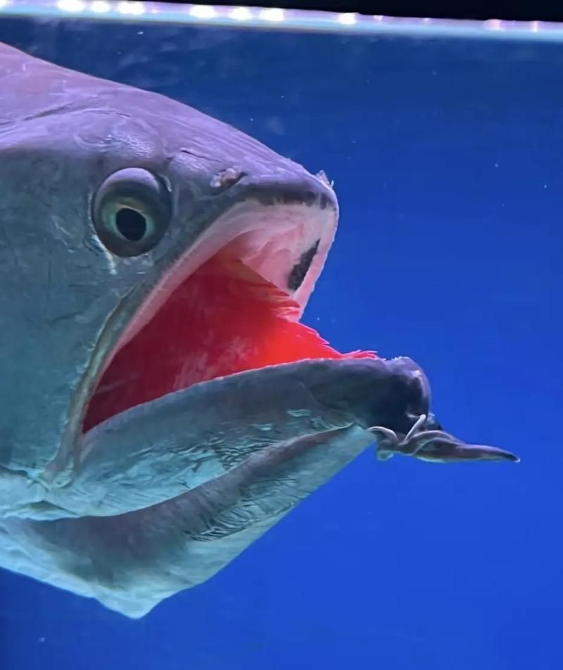 龍魚嘴巴一張一合是不是代表它在呼吸？，龍魚嘴巴一張一合是不是代表它在呼吸，背后可能包含多種情況