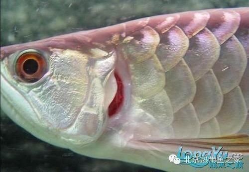 給我一些預防龍魚病癥的圖片，龍魚常見病癥及其預防方法