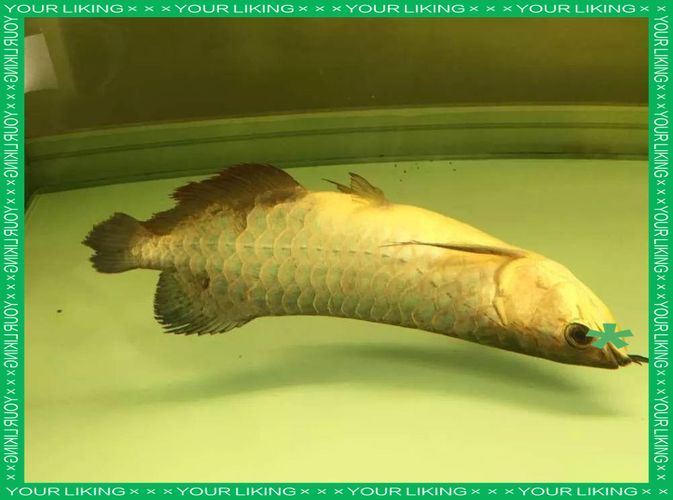 給我一些預防龍魚病癥的圖片，龍魚常見病癥及其預防方法