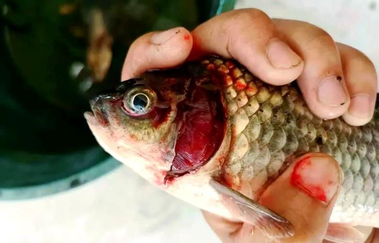 如何預防魚身充血，如何預防魚身充血調用工具arxiv論文助手