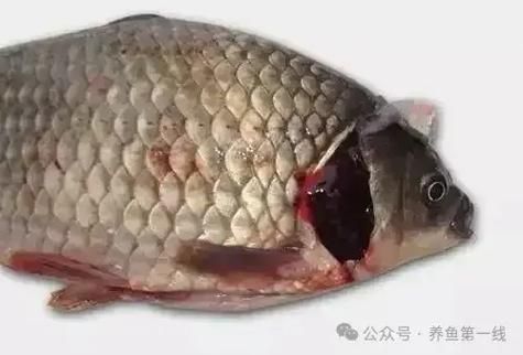 如何預防魚身充血，如何預防魚身充血調用工具arxiv論文助手