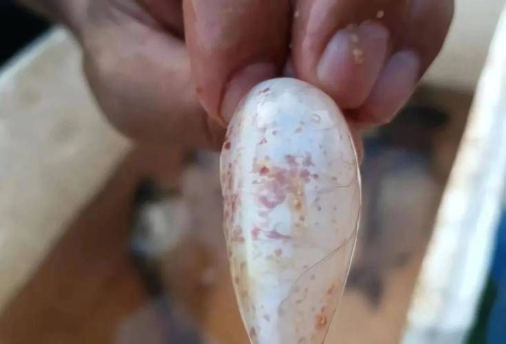 如何預防魚身充血，如何預防魚身充血調用工具arxiv論文助手