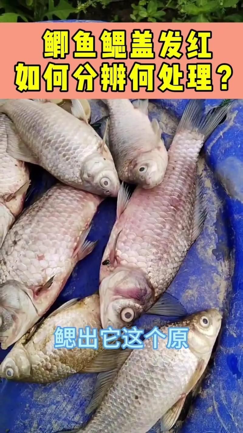 如何預防魚身充血，如何預防魚身充血調用工具arxiv論文助手