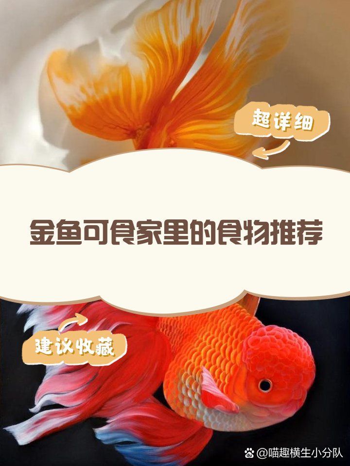 有哪些適合金魚的蔬菜種類