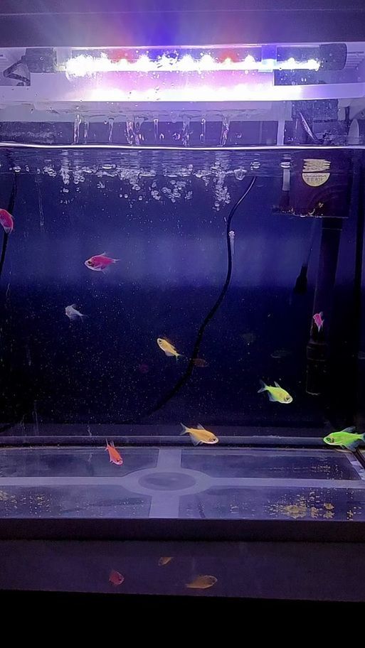 給我一些龍魚浮頭的圖片，龍魚浮頭應急處理