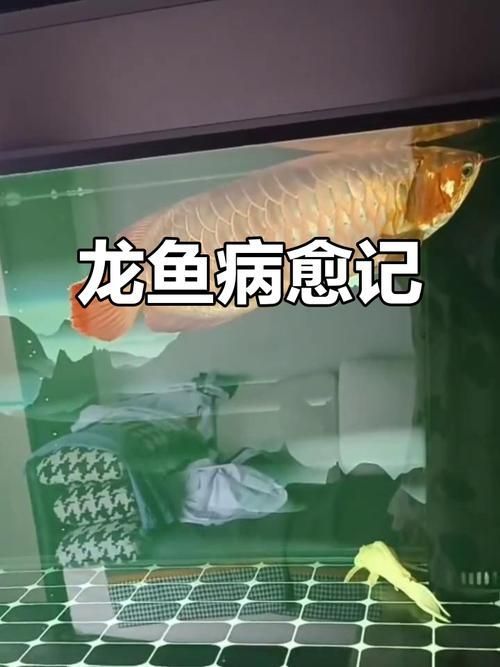 給我一些龍魚浮頭的圖片，龍魚浮頭應急處理 給我一些龍魚浮頭的圖片，龍魚浮頭應急處理 龍魚百科 第8張