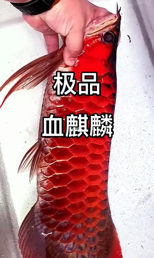 血麒麟紅龍和紫焰過背金龍哪個更稀有，血麒麟紅龍和紫焰過背金龍哪個更稀有紫焰過背金龍更稀有