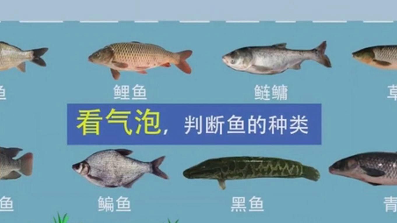 給我一些觀魚釣魚的實(shí)戰(zhàn)案例，西安灞河岸邊觀魚釣魚實(shí)戰(zhàn)案例觀魚釣魚大神何浮漂猛然下沉