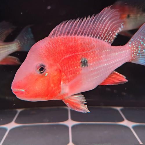 赤荔鳳冠魚的飼養方法是什么？，赤荔鳳冠魚的飼養