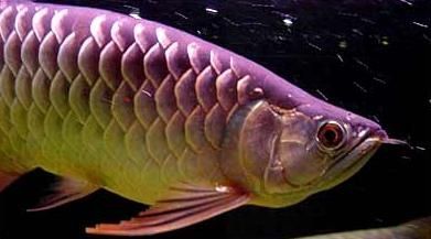 如何判斷龍魚嘴部肉疙瘩是否感染？