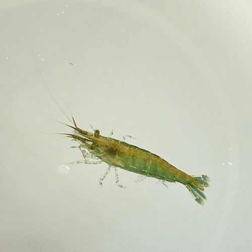 龍魚餌料中哪些成分最重要？，龍魚餌料中哪些成分最重要？如何判斷龍魚是否營養均衡？