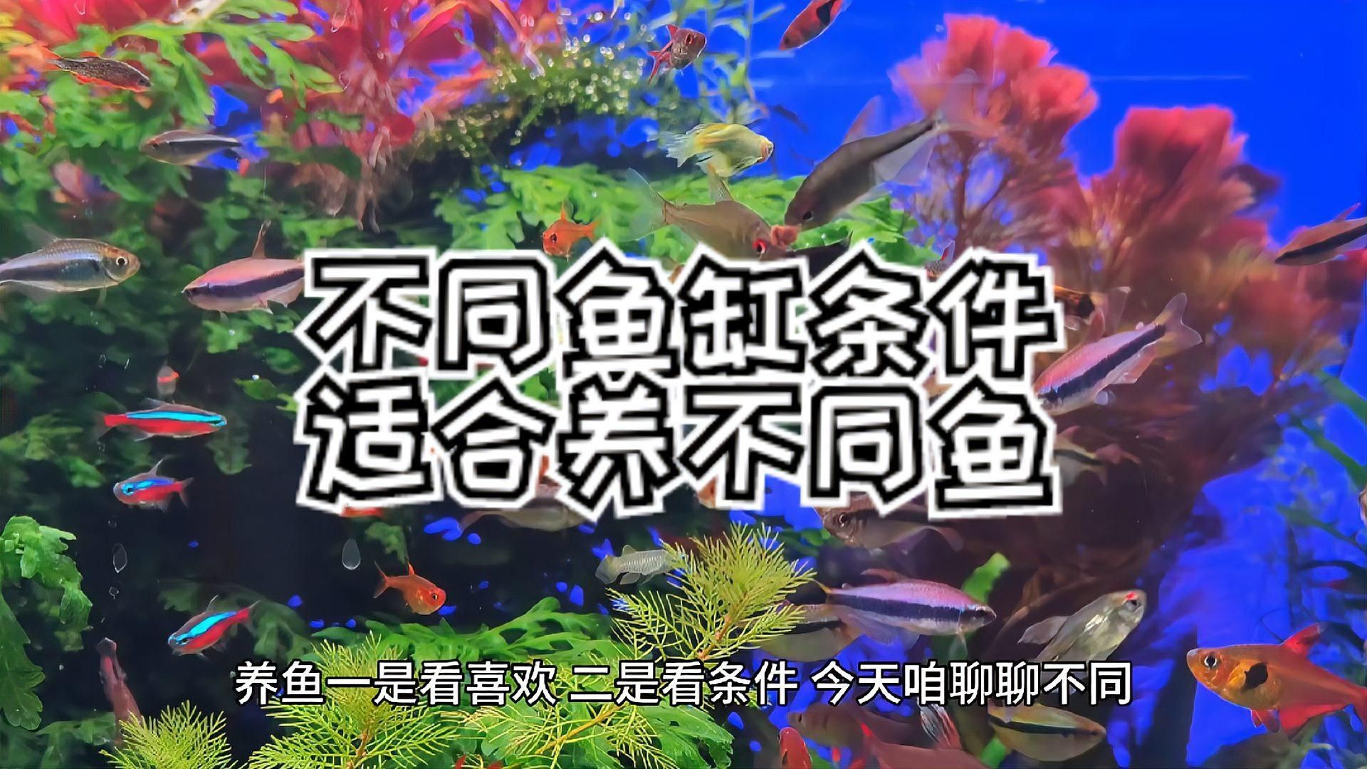 哪種類型的魚缸最適合養魚，60厘米魚缸怎么選 哪種類型的魚缸最適合養魚，60厘米魚缸怎么選 龍魚百科 第2張
