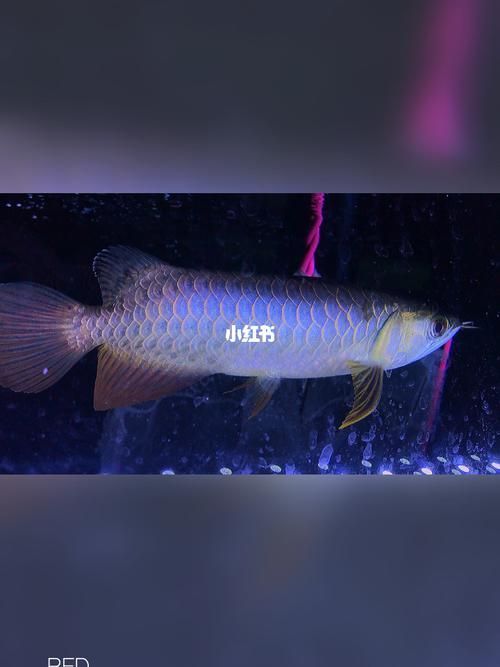 給我一些藍(lán)金龍魚的圖片，如何區(qū)分藍(lán)金龍魚的真假