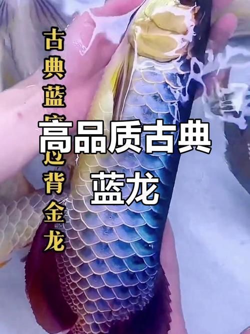 給我一些藍(lán)金龍魚的圖片，如何區(qū)分藍(lán)金龍魚的真假