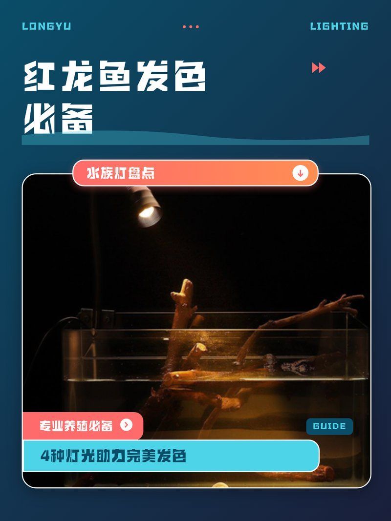 紅龍魚(yú)發(fā)色的最佳光照強(qiáng)度是多少？
