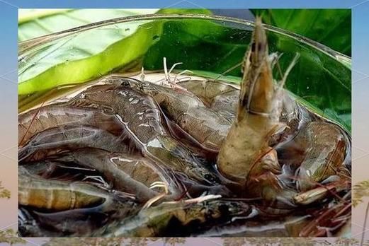 給我一些龍魚喂食海蝦的圖片示例