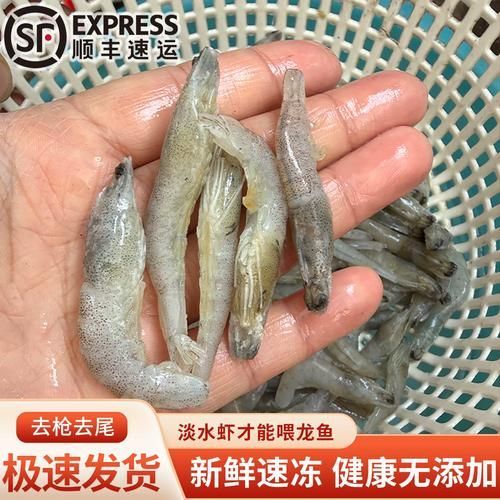 給我一些龍魚喂食海蝦的圖片示例