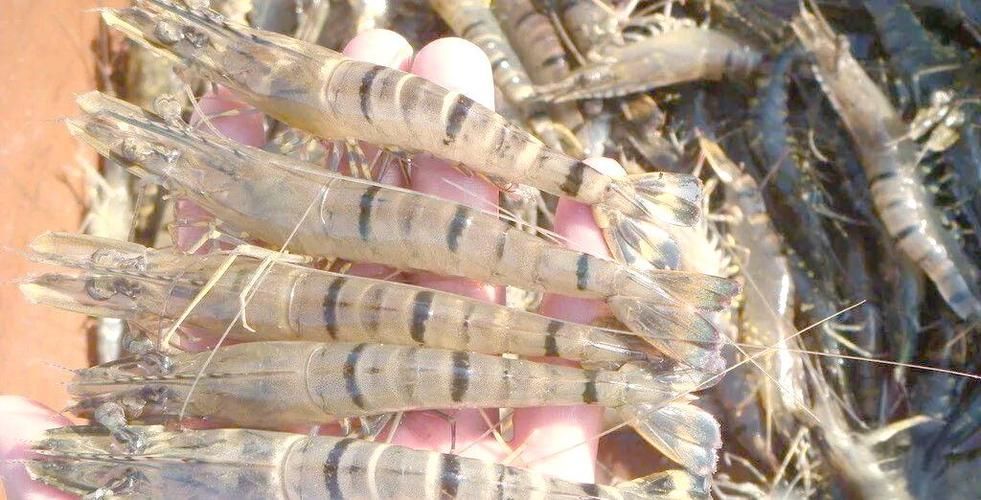 給我一些龍魚喂食海蝦的圖片示例