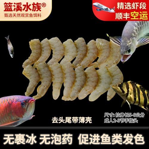 給我一些龍魚喂食海蝦的圖片示例