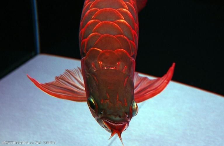 給我一些龍魚喂食海蝦的圖片示例