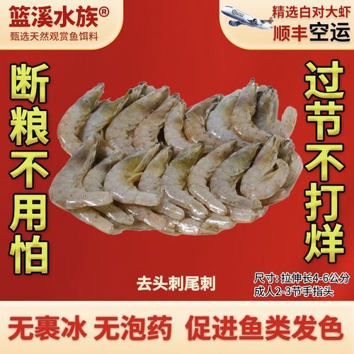 給我一些龍魚喂食海蝦的圖片示例