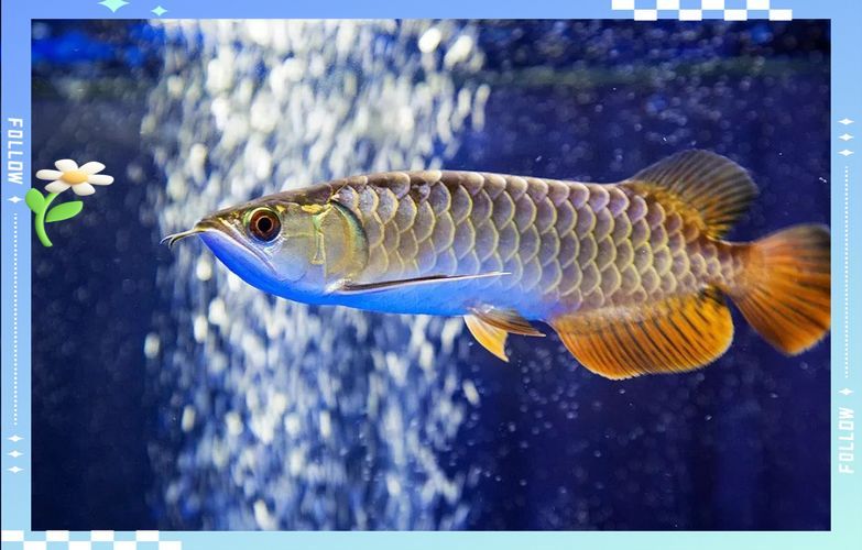 給我一些龍魚喂食海蝦的圖片示例